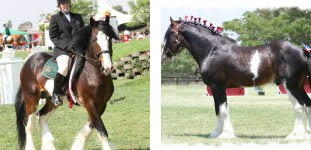Pericleas - Clydesdale Stallion
